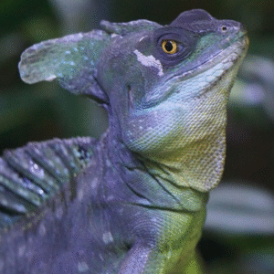 Jesus Christ lizard