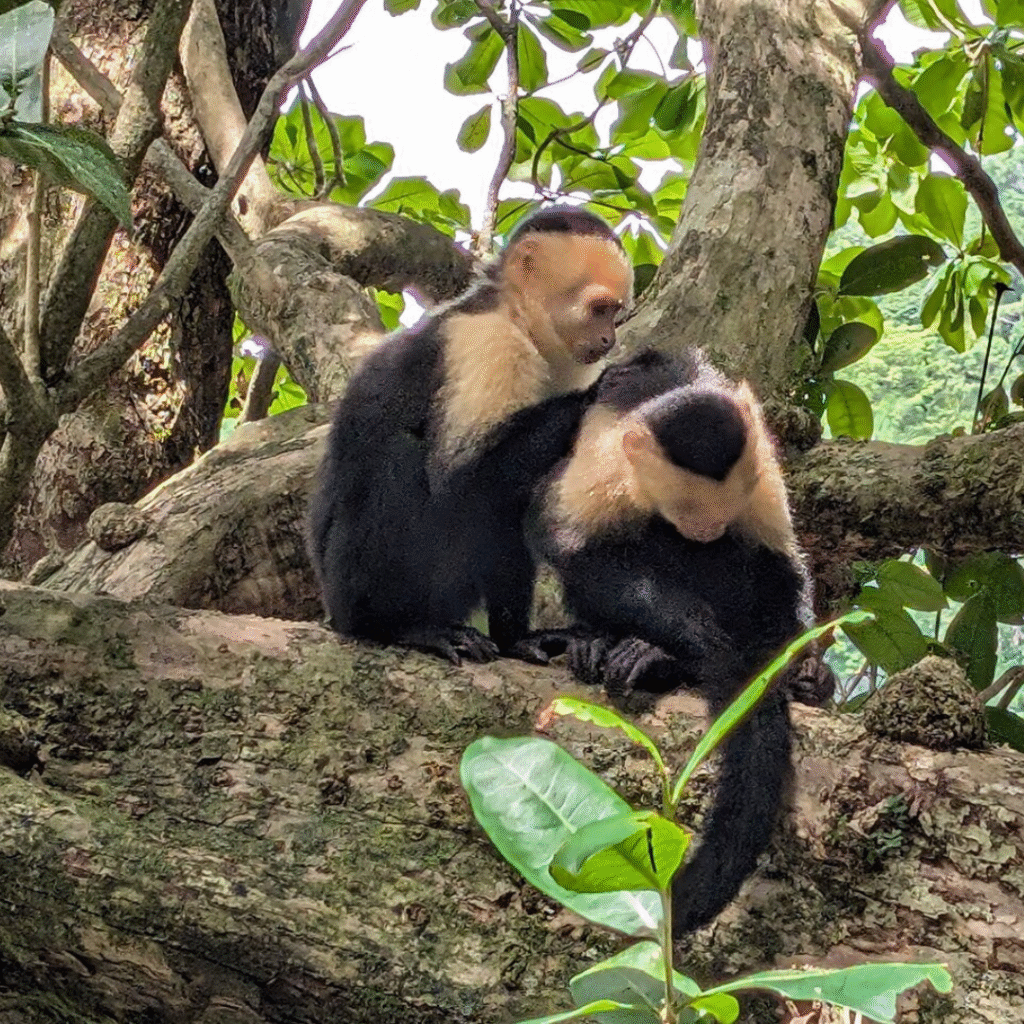 Manuel Antonio Park Guided Tour
